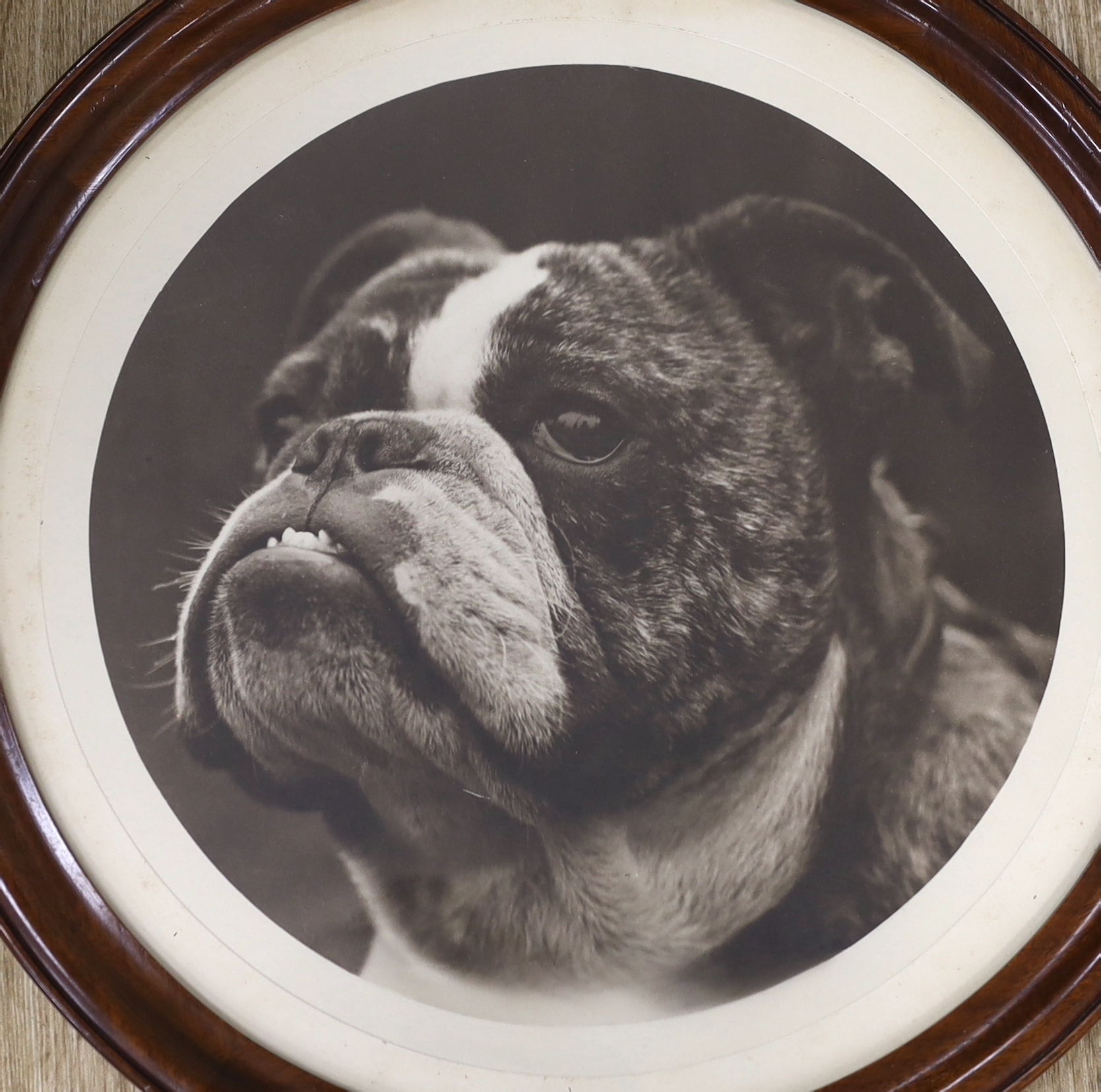 A pair of circular Edwardian monochrome photographs, studies of Bulldogs, 37cm in diameter